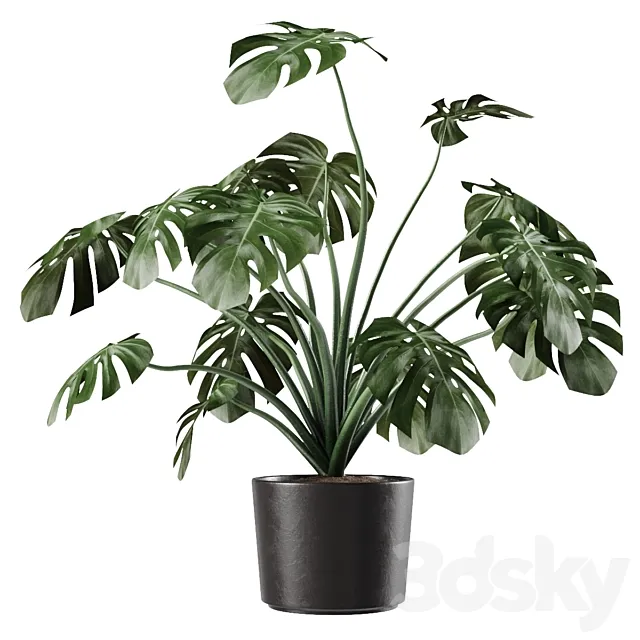 Monstera Deliciosa Vase Plant 3DModel