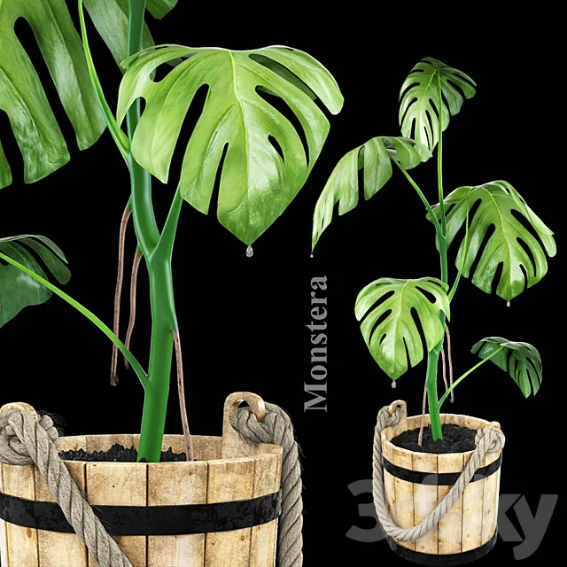Monstera in a wooden tub 3D Model