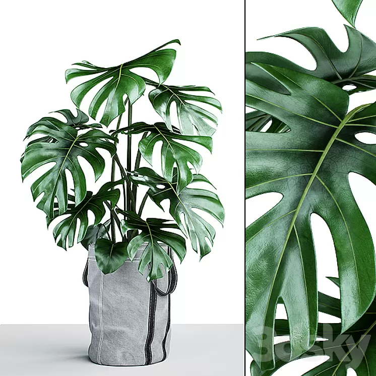 Monstera in tissue pots 3D Model