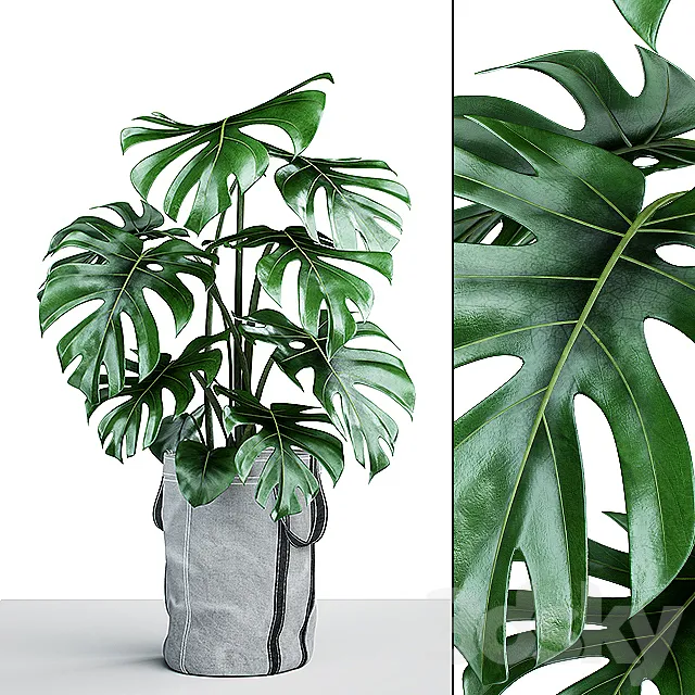 Monstera in tissue pots 3DModel