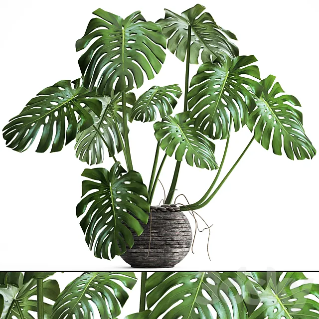 Monstera. monstera flower stand bush thickets interior decorative office plants pot 3D Model