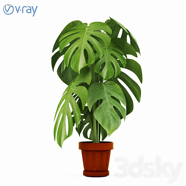 Monstera Plants 2 3DModel