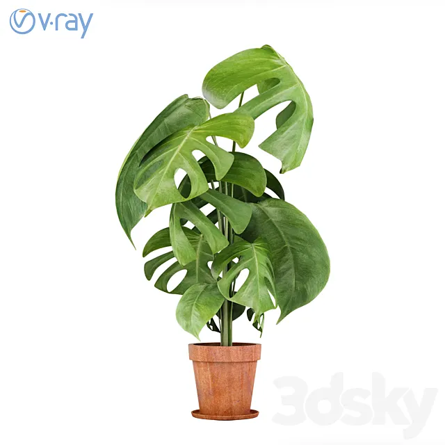 Monstera Plants 3 3DModel