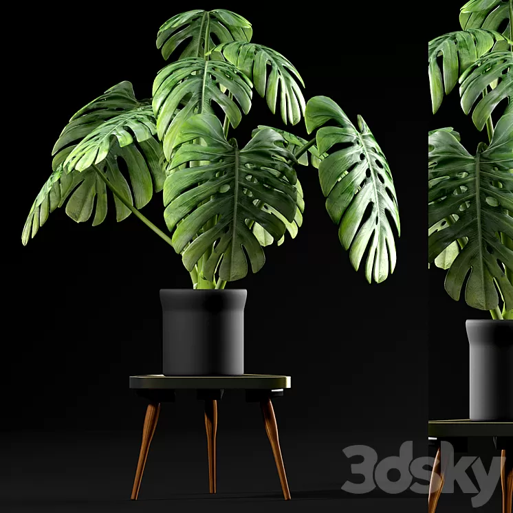 Monstera Plants 50 3D Model