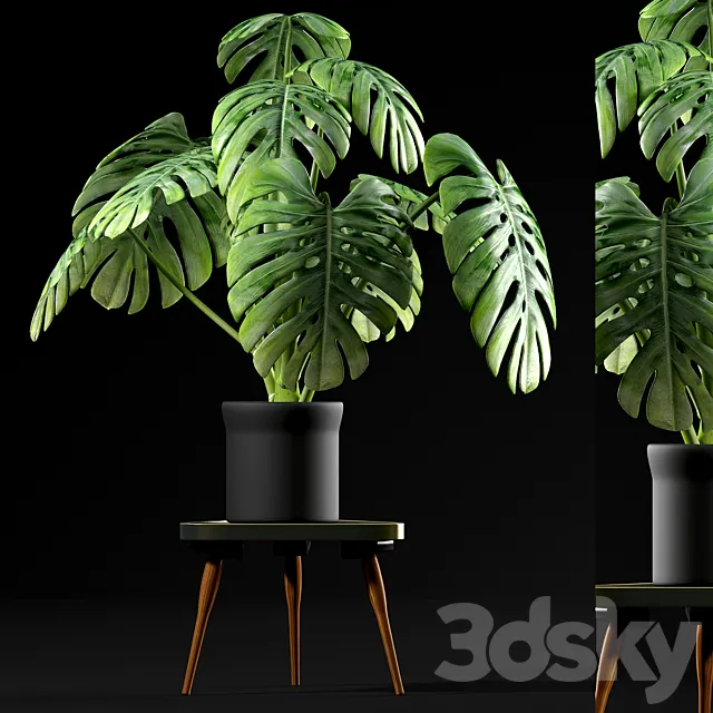 Monstera Plants 50 3DModel