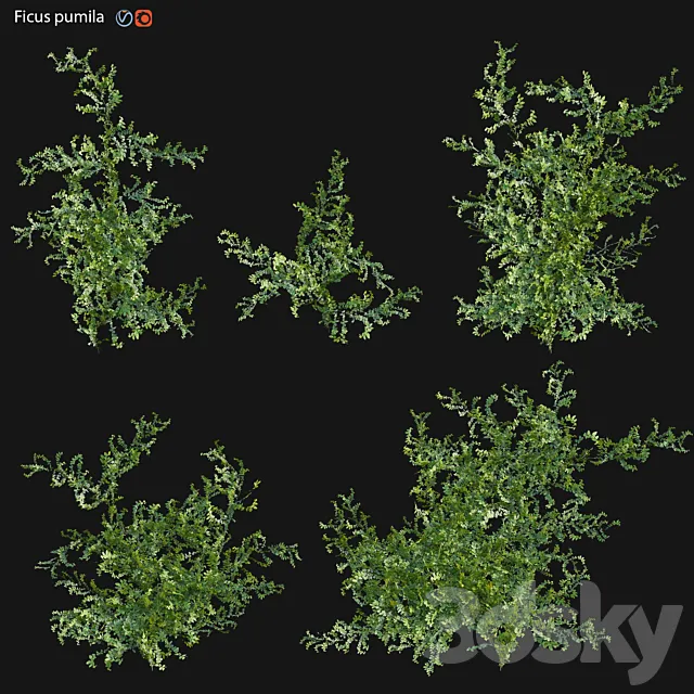 Moraceae - Ficus pumila 3D Model