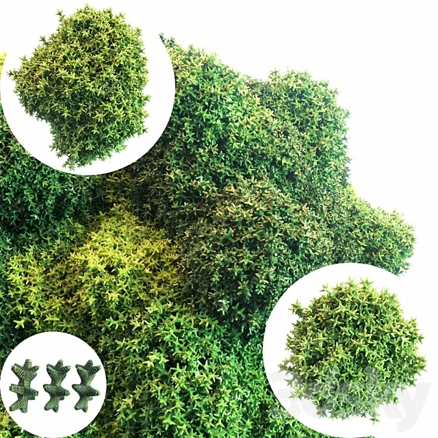 Moss 3DModel
