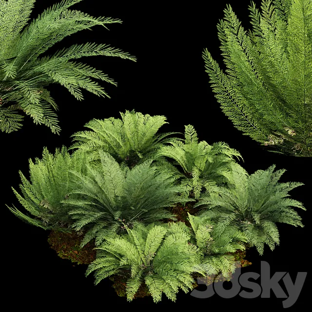 Mother spleenwort Fern Asplenium bulbiferum 7Models 3D Model