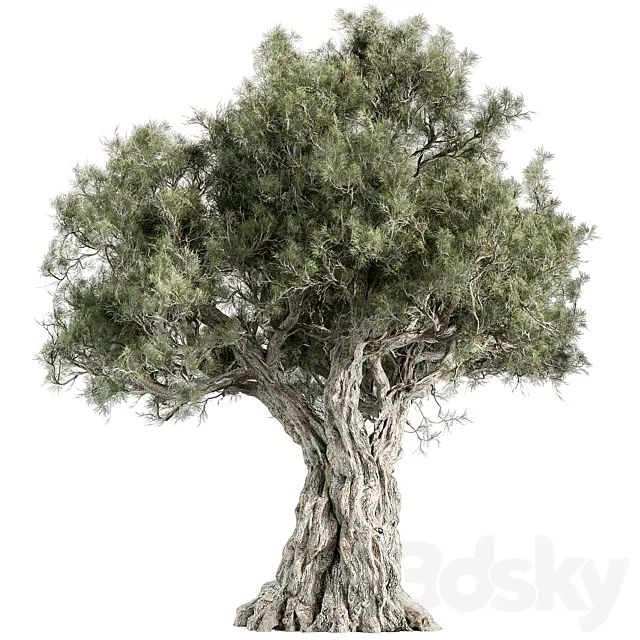 Mountain Olive Tree - Set 197 3D Model