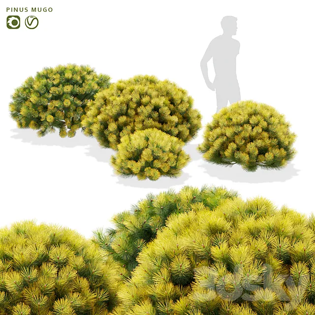 Mountain pine bushes | Pinus mugo 3D Model