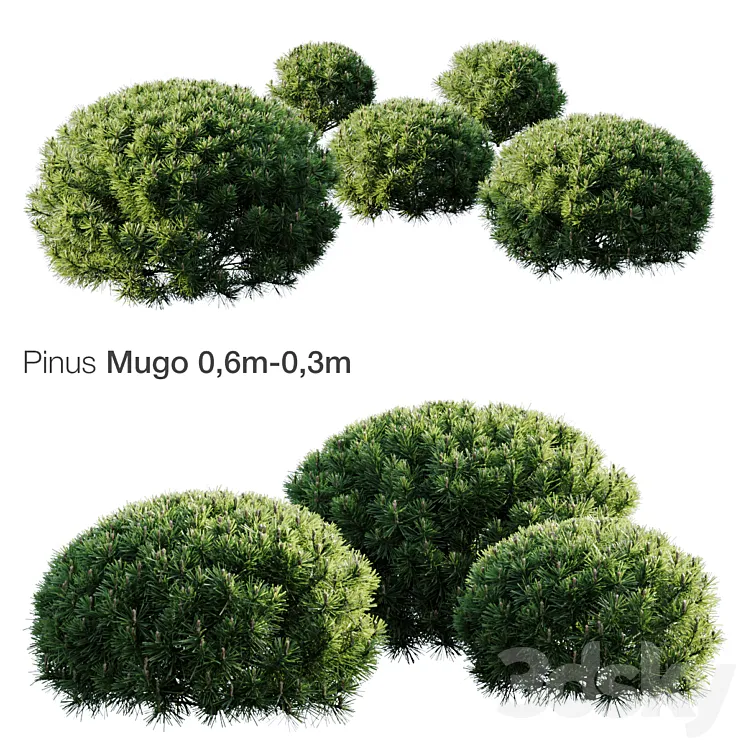 Mountain Pine Mugo 3D Model Free