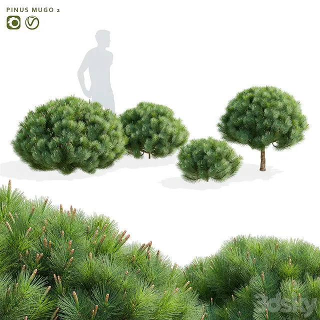 Mountain pine Pinus mugo 2 3D Model