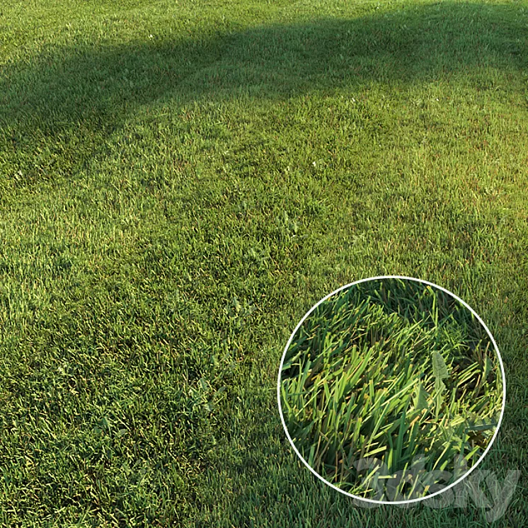 Mowed lawn 3D Model