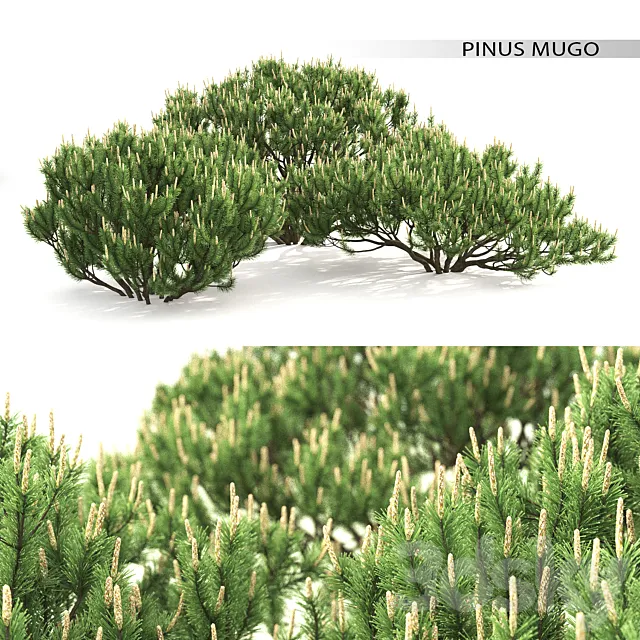 Mugo pine 3DModel
