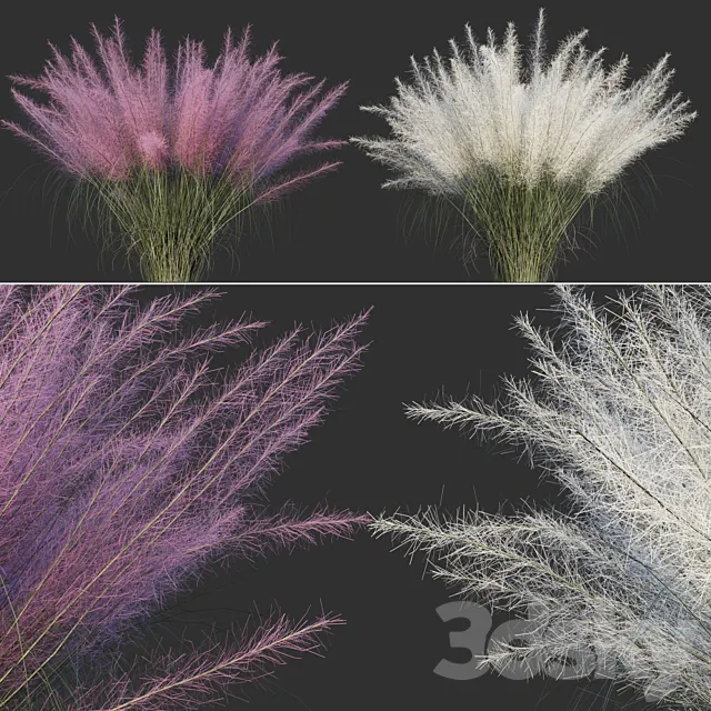 Muhlenberg hairy _ Muhlenbergia capillaris 3D Model