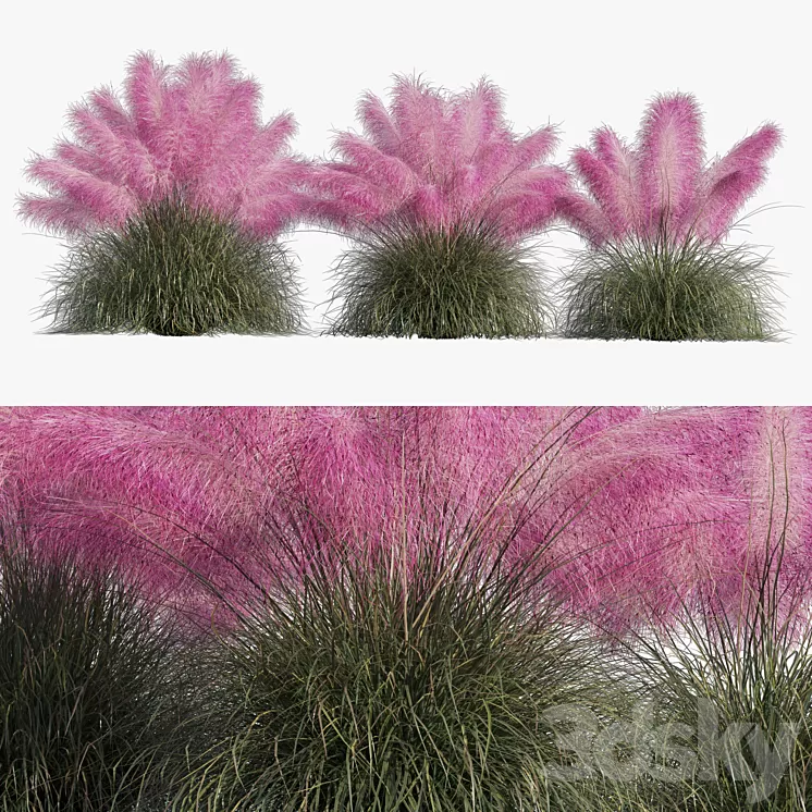 Muhlenbergia Capillaris - Pink Muhly Grass 3D Model Free