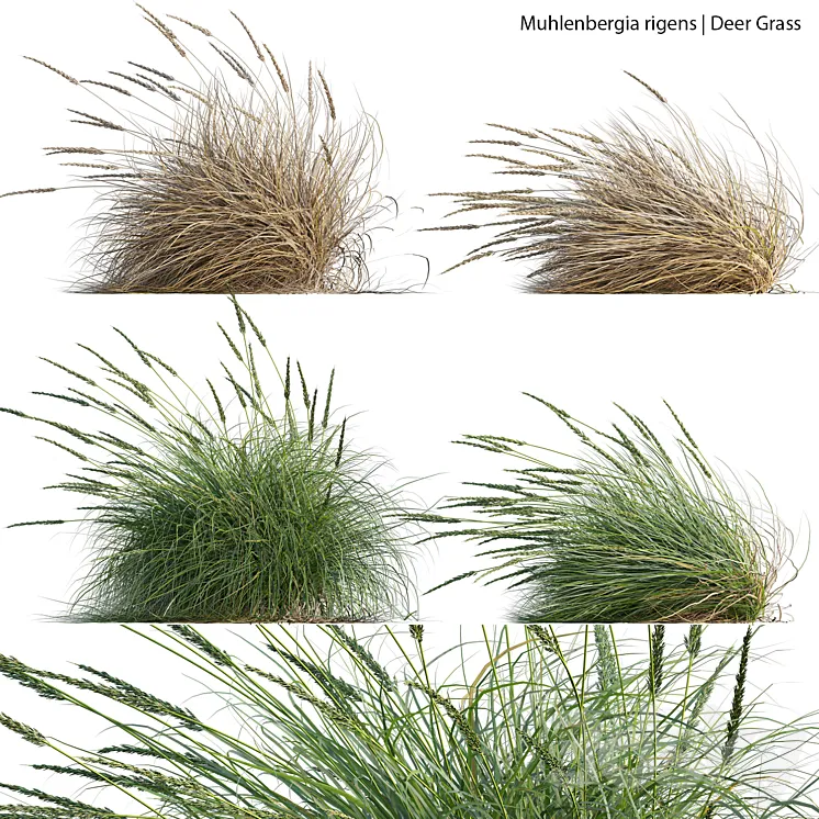 Muhlenbergia rigens - Deer Grass 02 3D Model Free