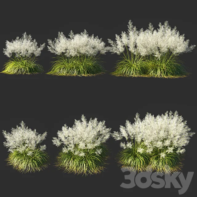 Muhly grass White_03 3D Model