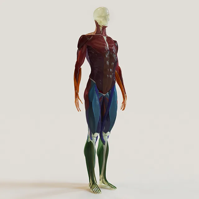 muscle groups skeleton system + 3D Model