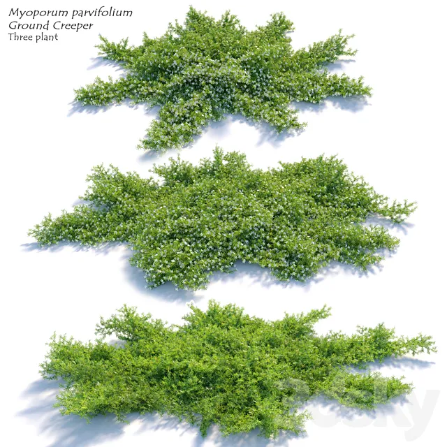 Myoporum parvifolium 3D Model