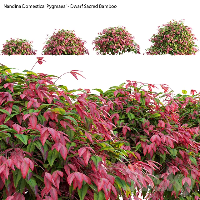 Nandina Domestica Pygmaea - Dwarf Sacred Bamboo 3D Model