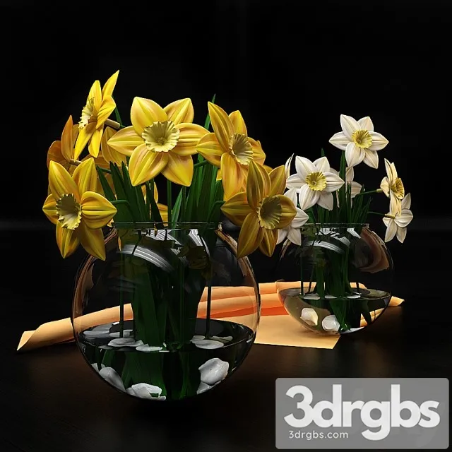 Narcissus 3D Model Free