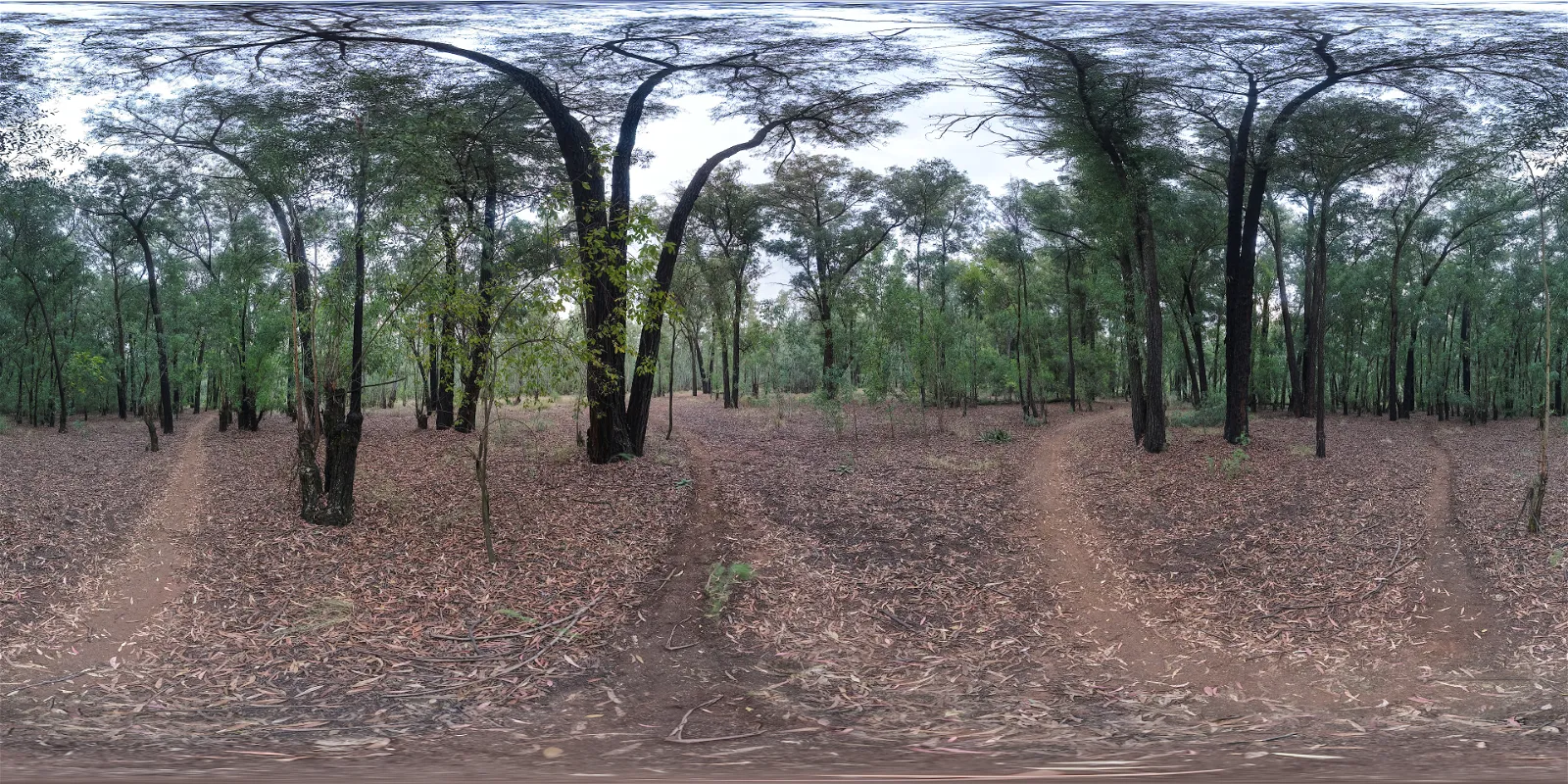 natural light - Dark Autumn Forest