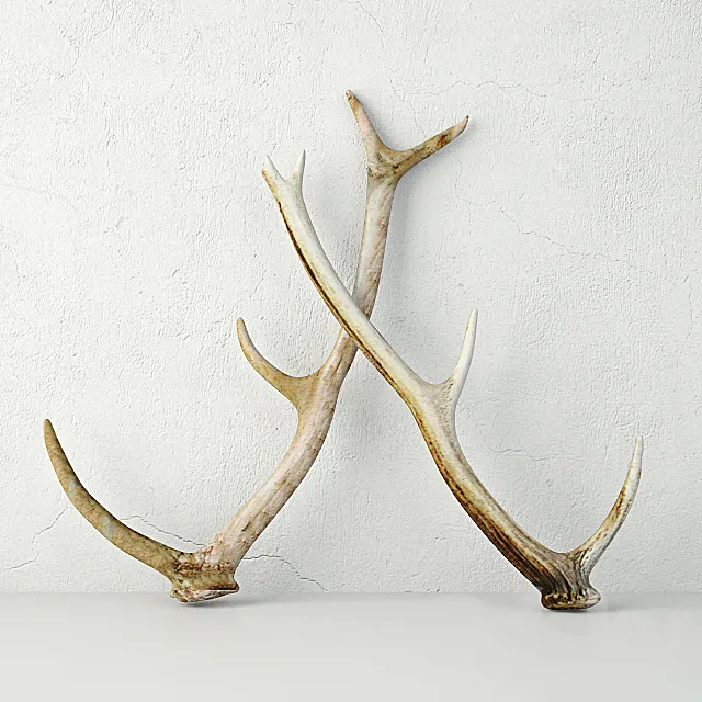 Naturally-Shed Deer Antlers 3DModel