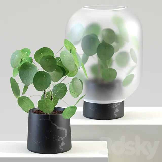 Nebl | Chinese golden tree | Pilea peperomioides 3DModel