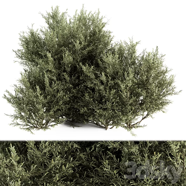 Needle Plant Bush - Bush Set 28 3D Model