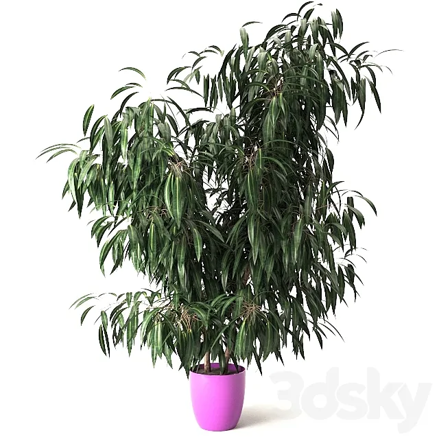 Nerium oleander 3D Model