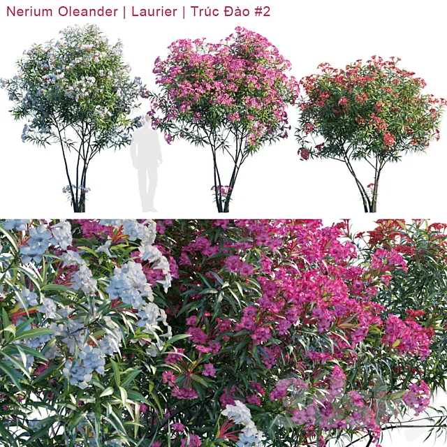 Nerium Oleander | Laurier | Trúc ?ào # 2 3DModel