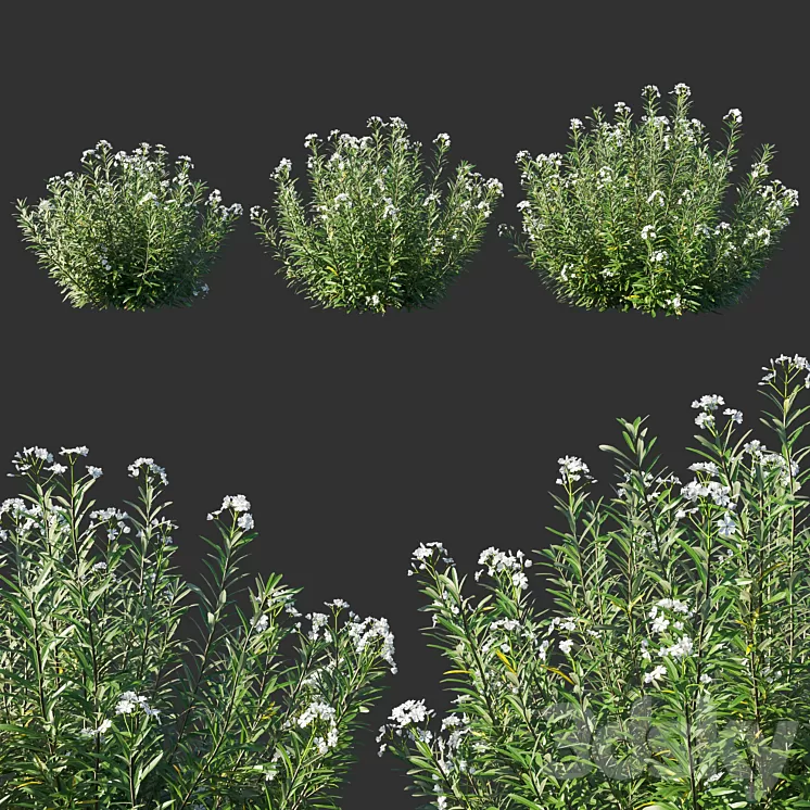 Nerium Oleander White 3D Model