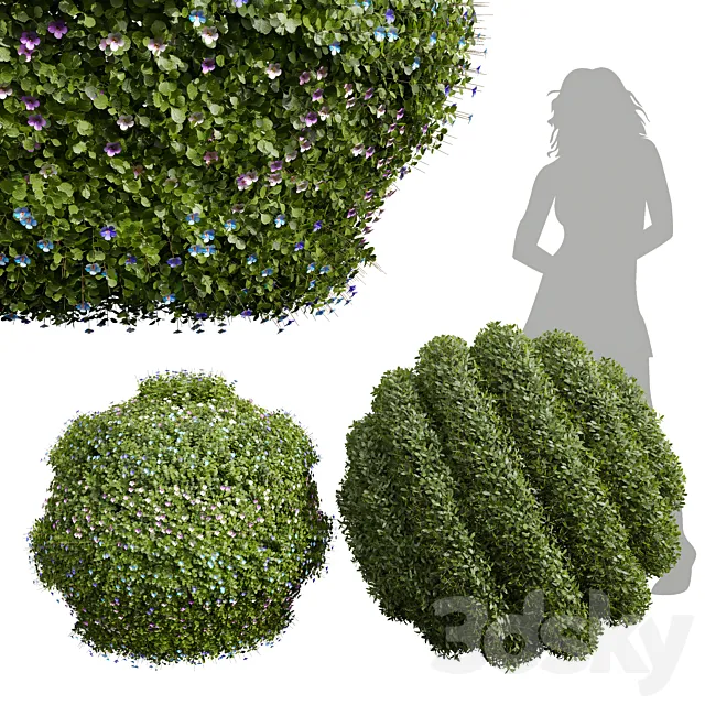 New Plant Bacopa Diffusa Sutera Decorative Ligustrum Quihoui Privet Pruned 3D Model