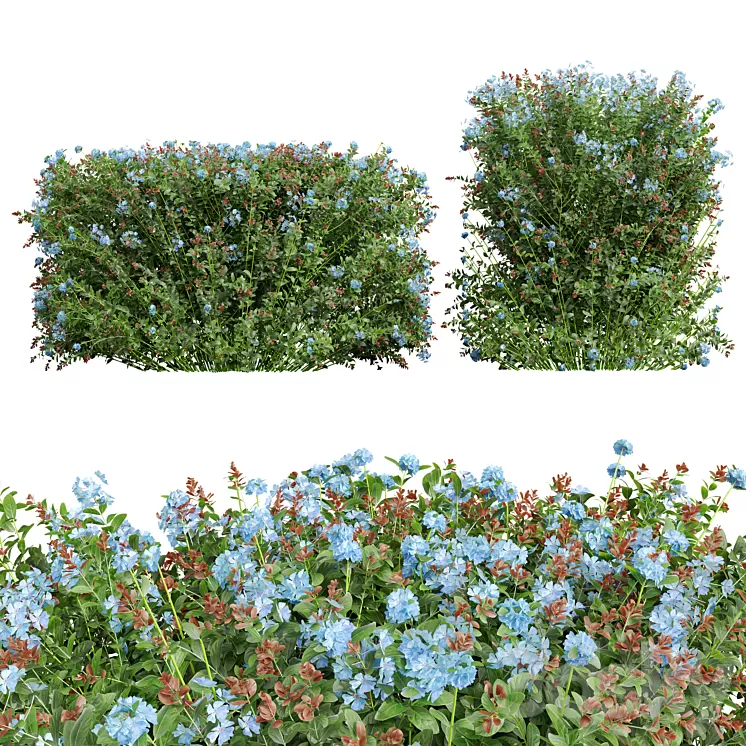 New Plant Ceratostigma Plumbaginoides Bleiwurz Box 3D Model Free Download