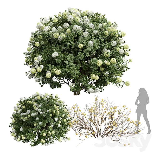 New Plant Edgeworthia Chrysantha Paperbush Viburnum Opulus Roseum Bush 3D Model