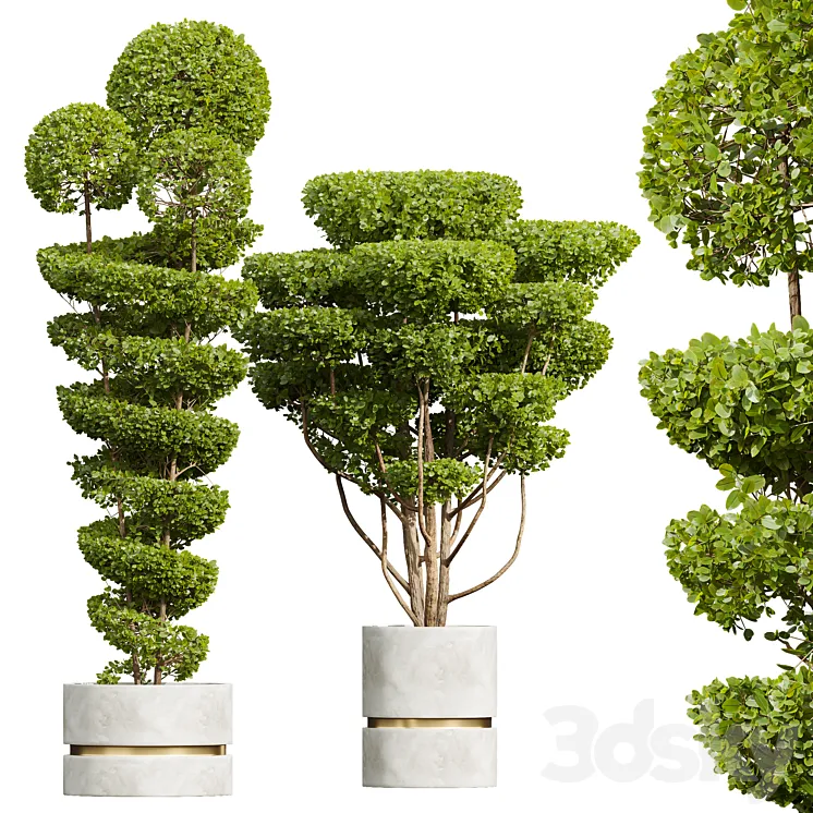 New Plant Ficus Concinna Bonsai Pruned Pot 3D Model Free