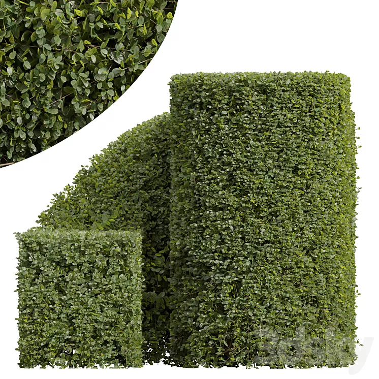 New Plant Ficus Concinna Bonsai Pruned07 3D Model Free Download
