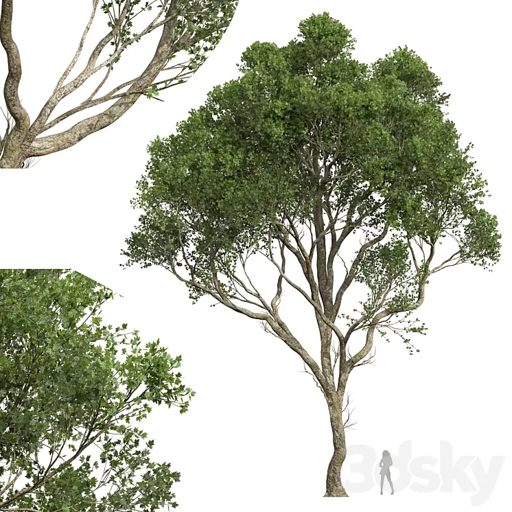 New Plant High detail Acer Pseudoplatanus03 3D Model Free