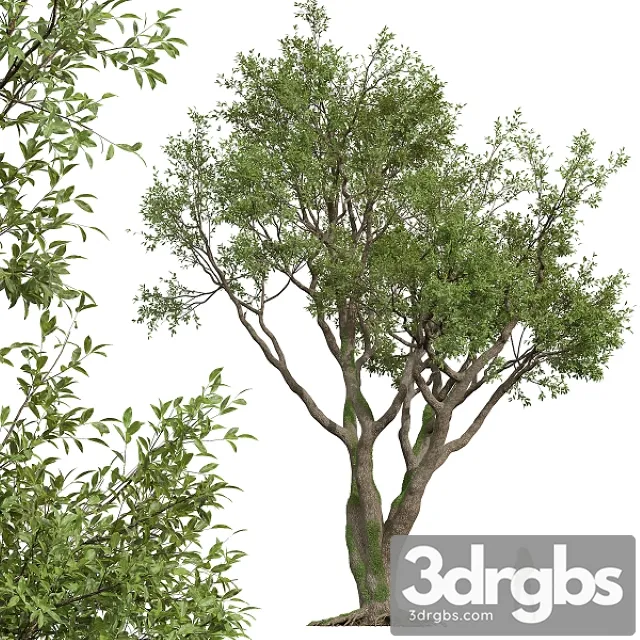 New Plant High Detail Angel Oak Live Tree 3D Model Free