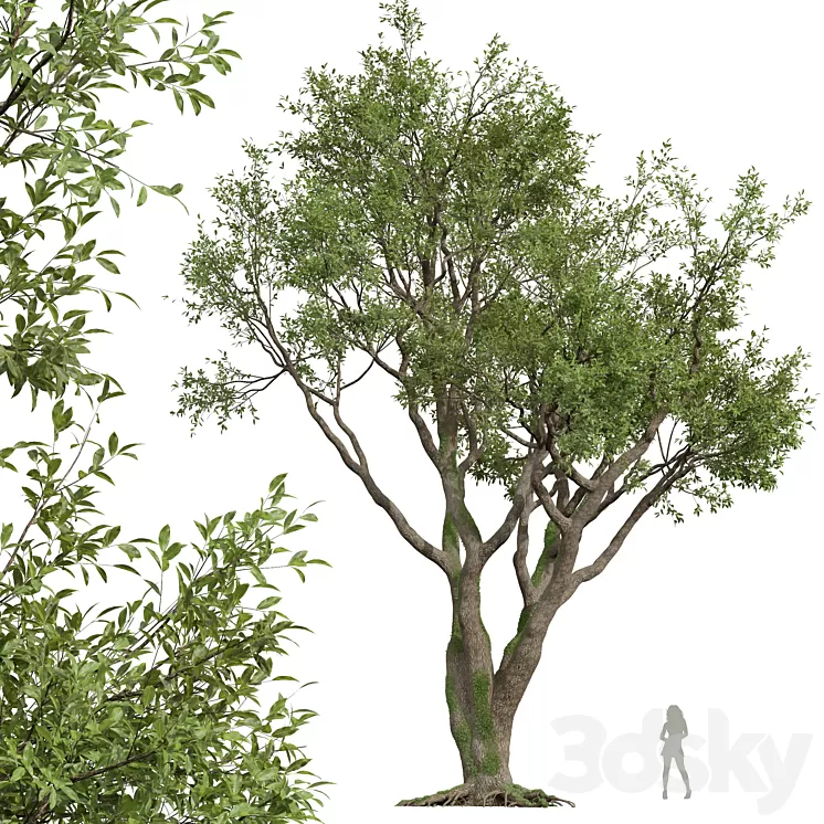 New Plant High detail Angel Oak Live Tree 3D Model Free