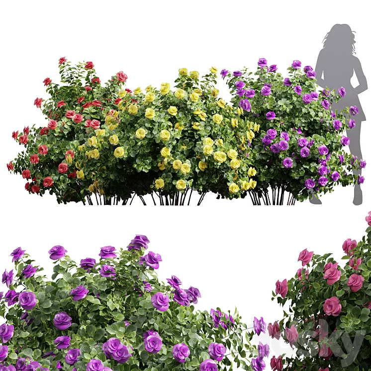 New Plant High detail Climbing Roses Bush 3D Model Free