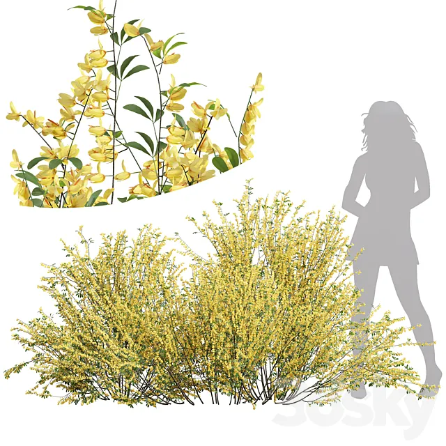 New Plant High detail Cytisus scoparius 3D Model
