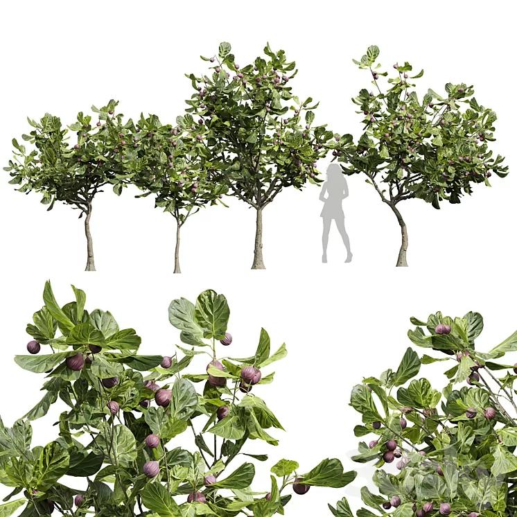 New Plant High detail Ficus Carica Feige Fig 3D Model Free