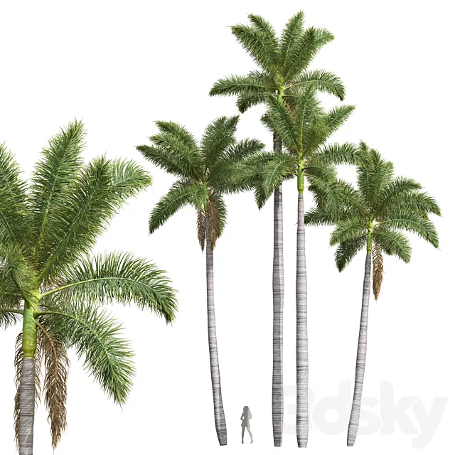 New Plant High detail Roystonea Regia 3D Model