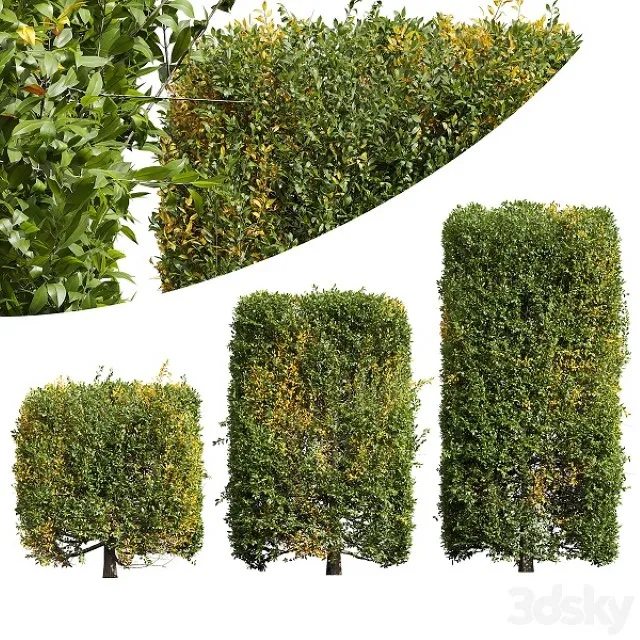 New Plant Ligustrum Quihoui Privet Pruned Box 3D Model Free