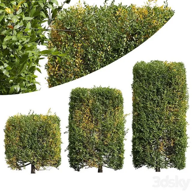 New Plant Ligustrum Quihoui Privet Pruned Box02 3D Model