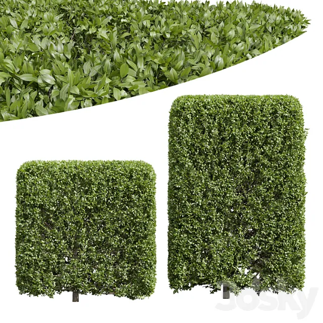 New Plant Ligustrum Quihoui Privet Pruned Box02 3D Model Free