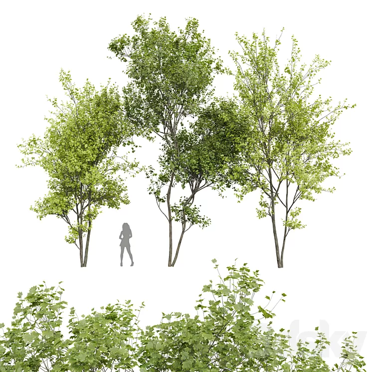 New Plant Real Tree Acer Saccharinum Spring Summer 3D Model Free