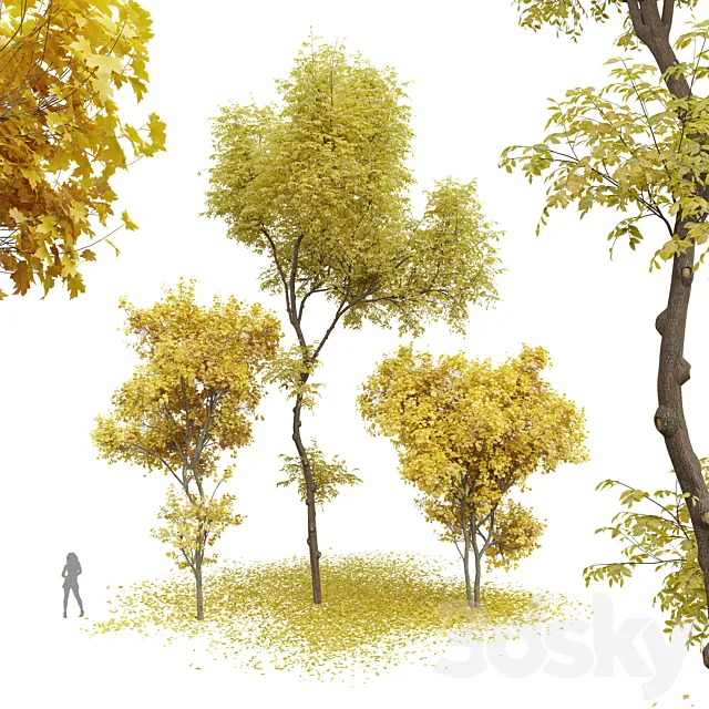 New Plant Real Tree Acer Saccharinum Ulmus changii Fall 3D Model